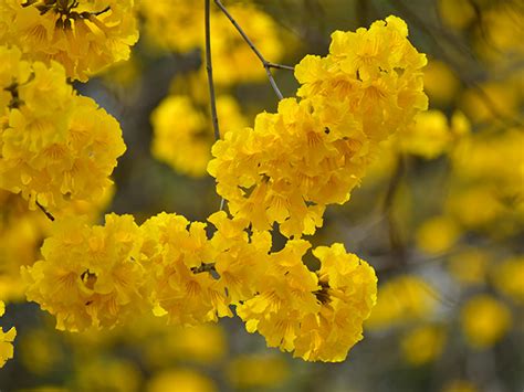 黃鐘花風水|黃花風鈴木｜香港6大必去賞花熱點！東涌/上水/南昌！附交通方